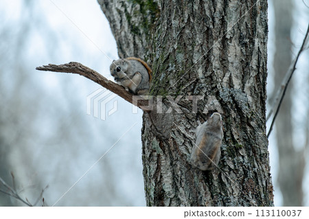 Two flying squirrels perched on a tree 113110037