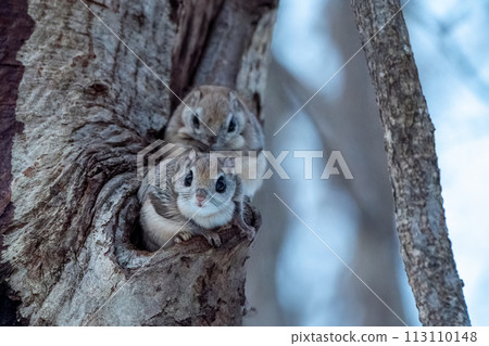 Two flying squirrels peeking out of their burrows 113110148