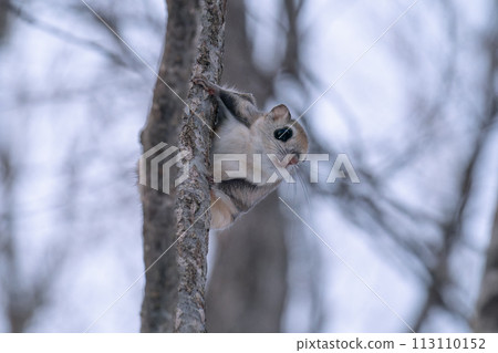 蝦夷鼯鼠棲息在一棵細細的樹上 113110152
