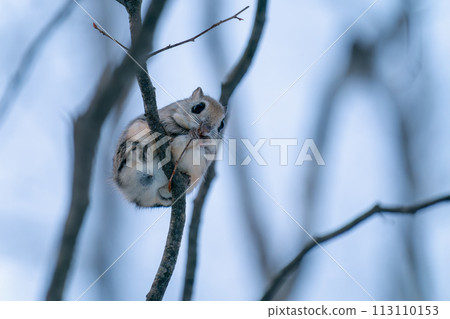 A Siberian flying squirrel perches on a thin tree and eats winter buds. 113110153