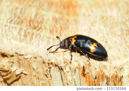 A type of giant beetle 113110169