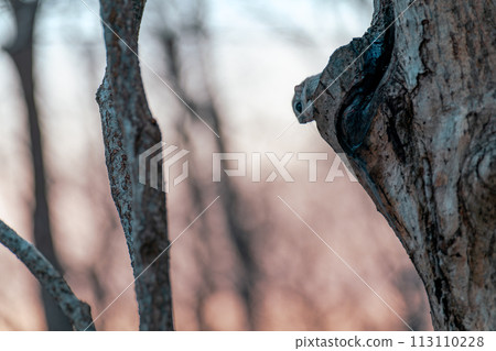 日落和蝦夷飛鼠 日落和蝦夷飛鼠 113110228