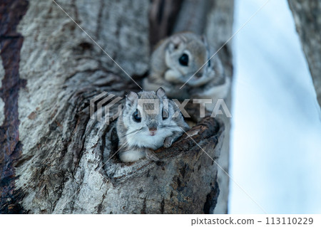 兩隻飛鼠從洞穴中探出頭來 113110229