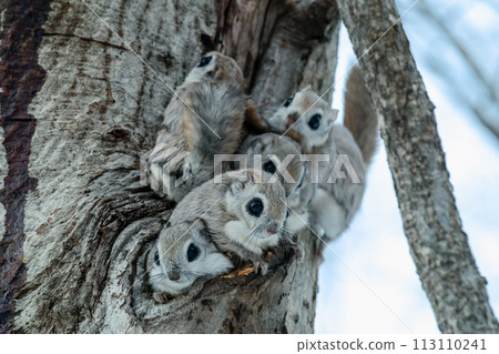 Five flying squirrels peeking out of their burrows 113110241