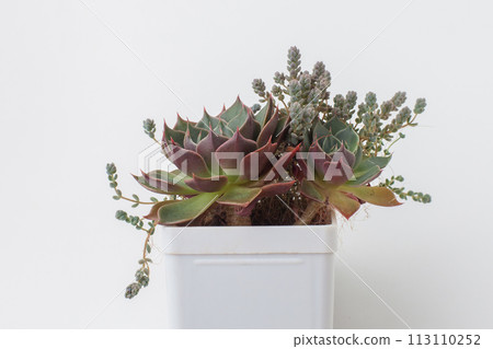 Closeup of Graptopetalum Bellum and Sedum Dasyphyllum minor Succulent in plastic pot Closeup of Graptopetalum Bellum and Sedum Dasyphyllum minor Succulent in plastic pot 113110252