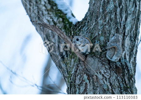 Two flying squirrels perched on a tree 113110383