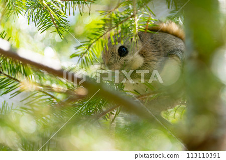 Ezo flying squirrel eating food in the shade of a pine tree at daylight Ezo flying squirrel eating food in the shade of a pine tree at daylight 113110391