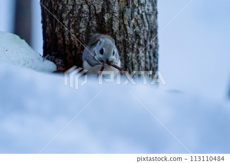 Ezo flying squirrel eating alder flower spikes on the snow Ezo flying squirrel eating alder flower spikes on the snow 113110484