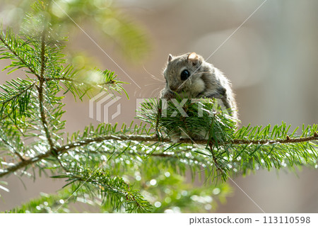 Ezo flying squirrel eating pine needles during daylight hours Ezo flying squirrel eating pine needles during daylight hours 113110598