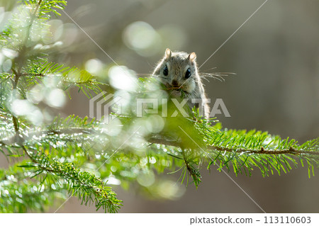 Ezo flying squirrel eating pine needles during daylight hours 113110603