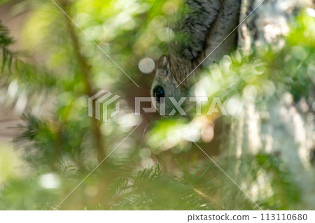 Ezo flying squirrel eating pine needles during daylight hours Ezo flying squirrel eating pine needles during daylight hours 113110680