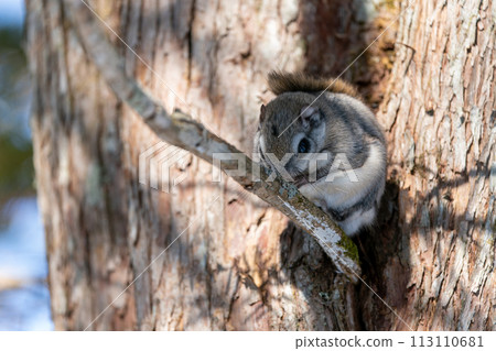 Ezo flying squirrel basking in the sun Ezo flying squirrel basking in the sun 113110681