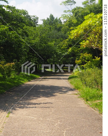 A road surrounded by green 113110718