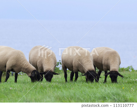 Suffolk sheep grazing side by side 113110777