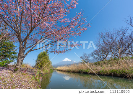富士山和溪流中盛開的櫻花 113110905