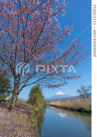 富士山和溪流中盛開的櫻花 富士山和溪流中盛開的櫻花 113110912