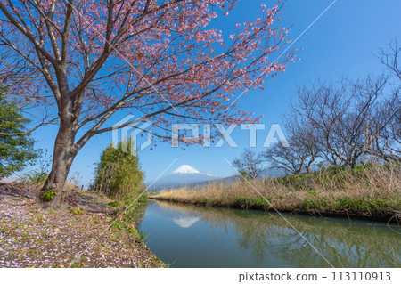 富士山和溪流中盛開的櫻花 富士山和溪流中盛開的櫻花 113110913