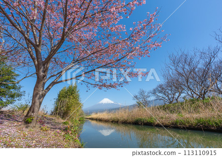 富士山和溪流中盛開的櫻花 富士山和溪流中盛開的櫻花 113110915