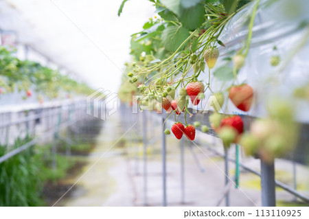 Vinyl greenhouse for growing strawberries Vinyl greenhouse for growing strawberries 113110925