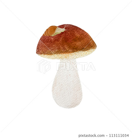Porcini mushroom with a snail watercolor isolated on white 113111034