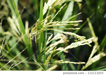 Close up newly planted paddy rice fields in the countryside of Thailand 113111055