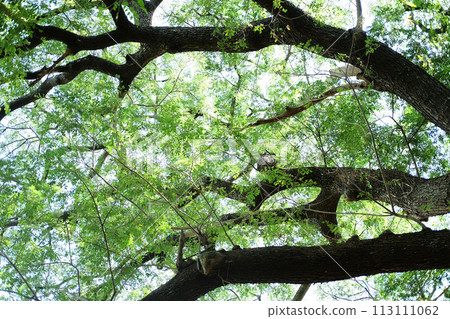 Tropical Rain Tree or East Indian Walnut large branch Shady in the park 113111062