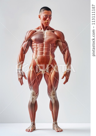 Growth anatomical structure of muscle abstract model on a white background, muscle tissue and fibers, muscle texture with high detail fibers, studying anatomy in an institute or college Growth anatomical structure of muscle abstract model on a white background, muscle tissue and fibers, muscle texture with high detail fibers, studying anatomy in an institute or college 113111187