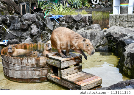 Capybara rising from hot spring - Stock Photo [113111355] - PIXTA