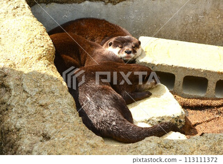Three otters sleeping together 113111372