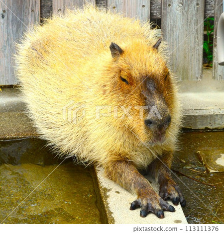 水豚在水邊休息 113111376