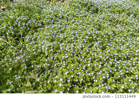 National Michinoku Lakeside Park in early spring, giant pufferfish blooming all over Kawasaki Town, Miyagi Prefecture 113111449