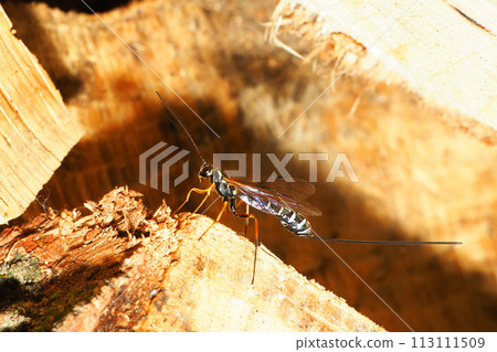 A type of onagabachi A type of onagabachi 113111509