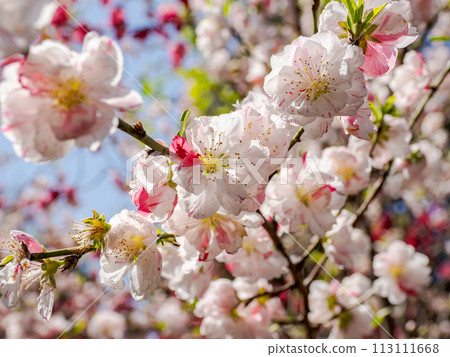 Hanamomo flowers with red and white blooming (Genpei bloom) [Genpei] 113111668