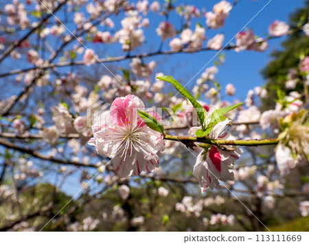 Hanamomo flowers with red and white blooming (Genpei bloom) [Genpei] 113111669