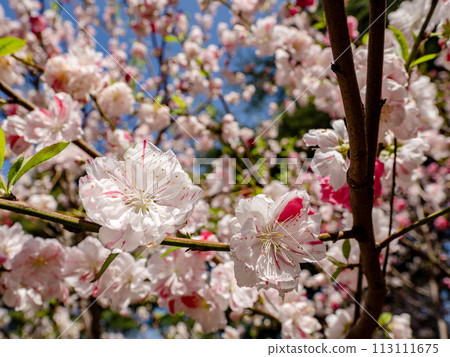 Hanamomo flowers with red and white blooming (Genpei bloom) [Genpei] 113111675