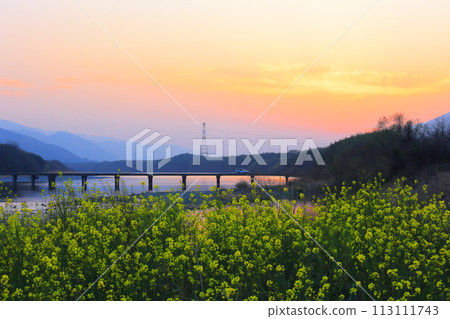 德島縣美馬市脅町 脅町潛水橋與黃昏時的油菜花 113111743