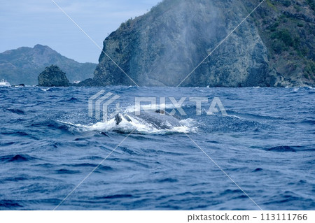 [Ogasawara] Humpback whale 113111766