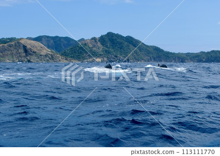 [Ogasawara] Humpback whale 113111770