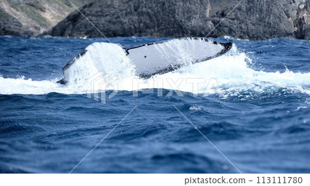 [Ogasawara] Humpback whale 113111780