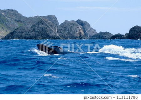 [小笠原] 座頭鯨 113111790