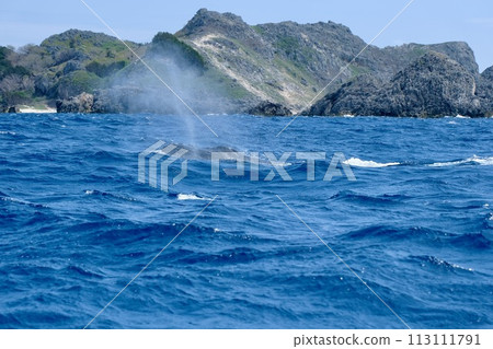 [小笠原] 座頭鯨 113111791