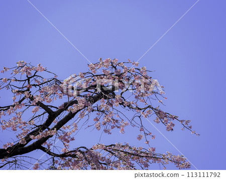 盛開的櫻花盛開在藍藍的天空中 盛開的櫻花盛開在藍藍的天空中 113111792