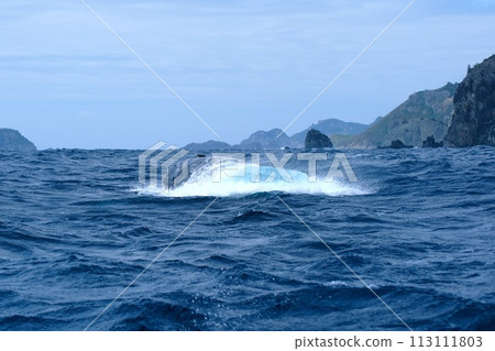 [小笠原] 座頭鯨 113111803