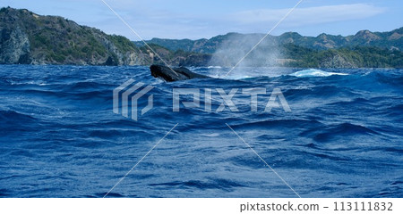 [小笠原] 座頭鯨 113111832