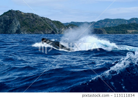 [小笠原] 座頭鯨 113111834