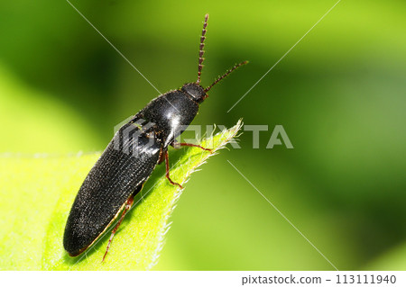A kind of click beetle 113111940