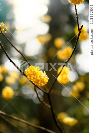 Yellow Mitsumata Flower 113112061