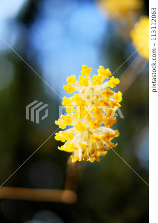 Yellow mitsumata flowers in full bloom 113112063