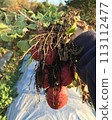 Harvested potatoes 113112477