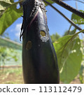 Insect-eaten eggplants about to be harvested 113112479
